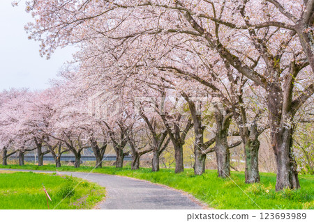 Tengagawa rikko 123693989