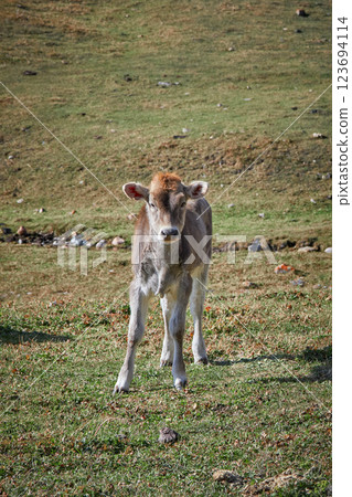 Calf portrait, baby cow on grassy field Calf portrait, baby cow on grassy field 123694114