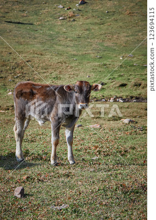 Calf portrait, baby cow on grassy field Calf portrait, baby cow on grassy field 123694115