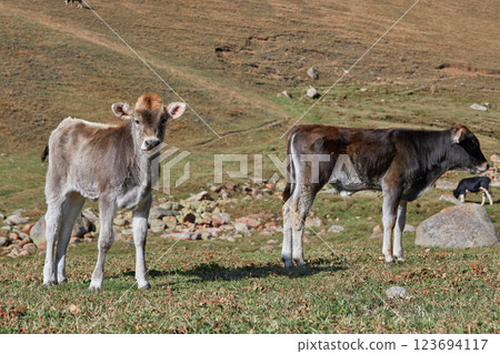 Two young calves are standing in a grassy field 123694117