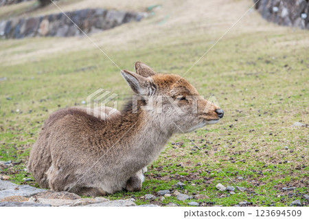 奈良市奈良公園若草山山麓的鹿 奈良市奈良公園若草山山麓的鹿 123694509