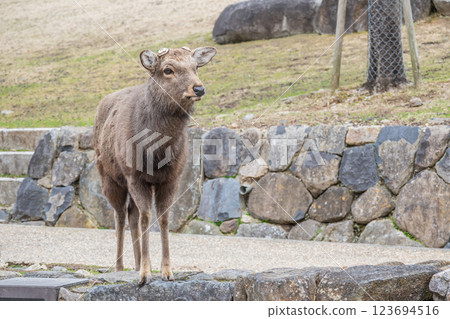 奈良市奈良公園若草山山麓的雄鹿 奈良市奈良公園若草山山麓的雄鹿 123694516