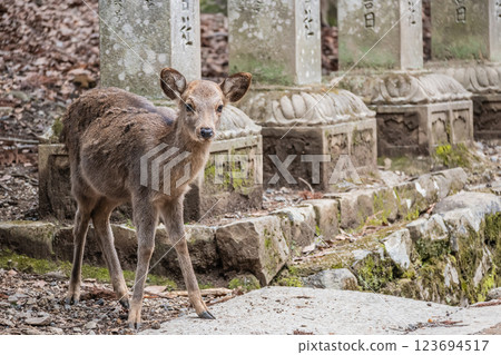 Deer on the approach to Kasuga Taisha Shrine, Nara Park, Nara City Deer on the approach to Kasuga Taisha Shrine, Nara Park, Nara City 123694517