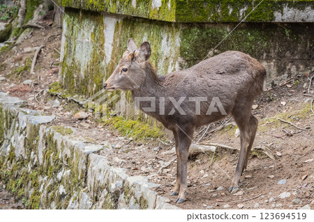 Deer on the approach to Kasuga Taisha Shrine, Nara Park, Nara City Deer on the approach to Kasuga Taisha Shrine, Nara Park, Nara City 123694519