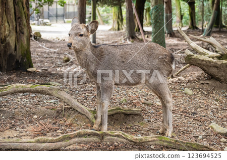 奈良市奈良公園春日大社參道上的鹿 奈良市奈良公園春日大社參道上的鹿 123694525