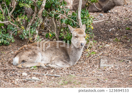 Deer in Nara Park Nara City 123694533