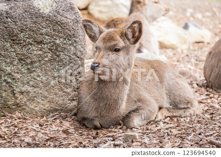 Deer in Nara Park Nara City 123694540