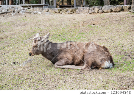 Male deer in Nara Park, Nara City 123694548