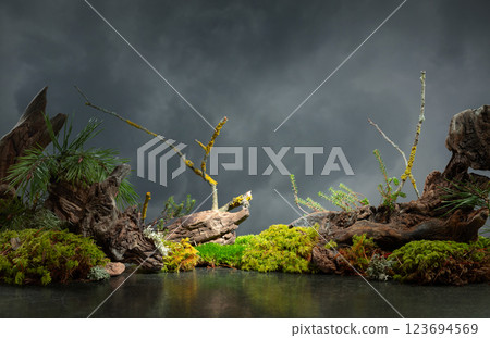Northern natural composition with lichen, moss, pine branches and driftwood. Northern natural composition with lichen, moss, pine branches and driftwood. 123694569
