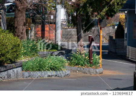 Daffodils blooming in a rural town: Tsurumaki Onsen Ishiza Shrine 123694617