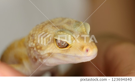 A close-up of a leopard gecko s face highlights its textured skin and intricate eye details. This image showcases the fascinating beauty of exotic reptiles in sharp focus. 123694840