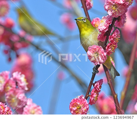A white-eye on a red plum blossom in full bloom (spring image) (heartwarming image) 123694967
