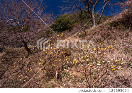 蔚藍天空下盛開的三椏花風景 123695064