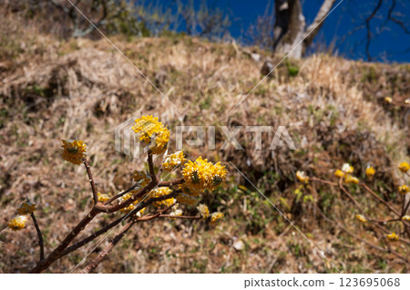 Scenery of Mitsumata blooming under a vivid blue sky 123695068