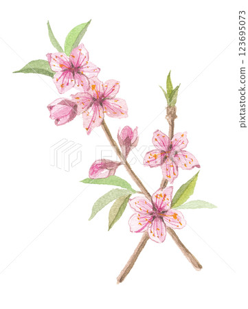 Peach blossom branch painted in watercolor 123695073