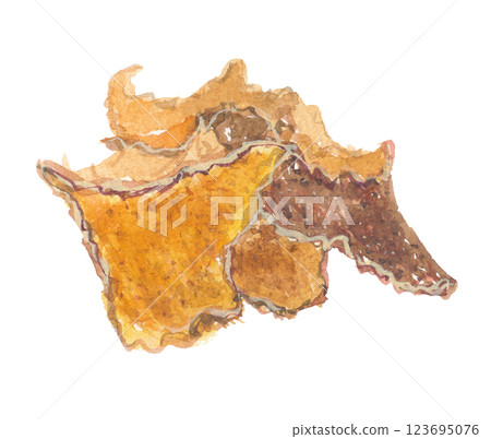 Watercolor orange peel, orange peel, spruce 123695076