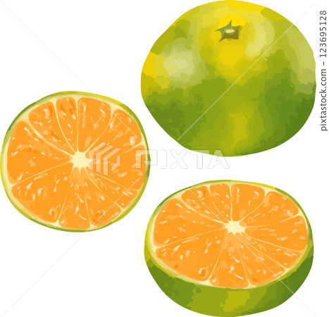 Hand-drawn early mandarin oranges Hand-drawn early mandarin oranges 123695128