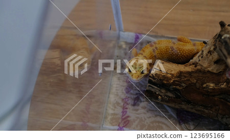 gecko in a terrarium interacts with its environment, reaching up with an expressive tongue flick. The image reflects the innate curiosity of creatures adapting to artificial habitats. gecko in a terrarium interacts with its environment, reaching up with an expressive tongue flick. The image reflects the innate curiosity of creatures adapting to artificial habitats. 123695166