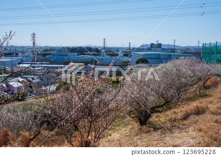 Plum grove in bloom at Bousai-no-Oka Park Plum grove in bloom at Bousai-no-Oka Park 123695228
