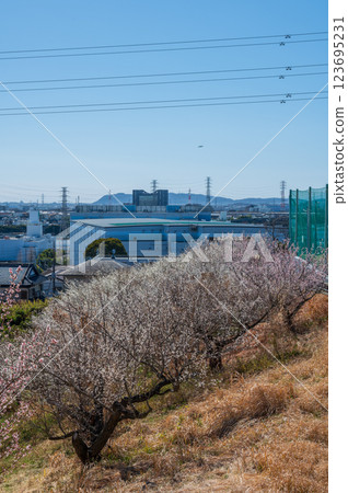 Plum grove in bloom at Bousai-no-Oka Park Plum grove in bloom at Bousai-no-Oka Park 123695231
