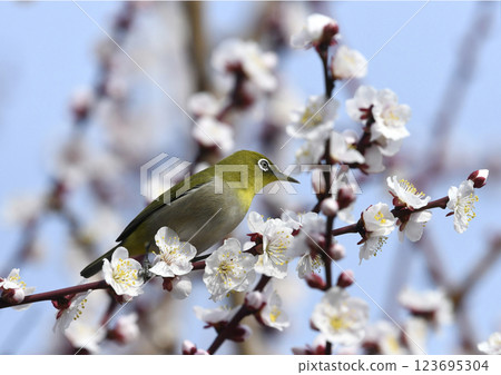 盛開的繡眼鳥（春天的圖像）（溫馨的圖像） 123695304