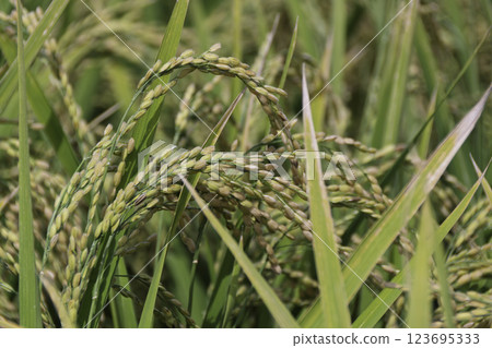 Fruited rice panicle Fruited rice panicle 123695333