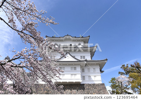 Odawara Castle Cherry Blossoms 123695464