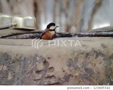 一隻在水盆裡四處張望的山雀(多喜尾神社的一隻山雀) 一隻在水盆裡四處張望的山雀(多喜尾神社的一隻山雀) 123695582