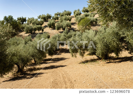 Serene Olive Grove Under Clear Blue Sky Landscape Serene Olive Grove Under Clear Blue Sky Landscape 123696078