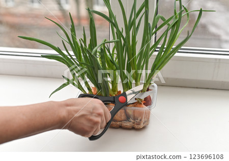 Female hands cut green onions growing on the windowsill. concept of fresh onion greens Female hands cut green onions growing on the windowsill. concept of fresh onion greens 123696108
