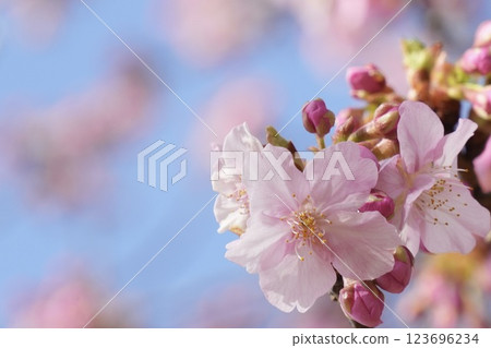 A close-up of soft Kawazu cherry blossoms against the blue sky A close-up of soft Kawazu cherry blossoms against the blue sky 123696234