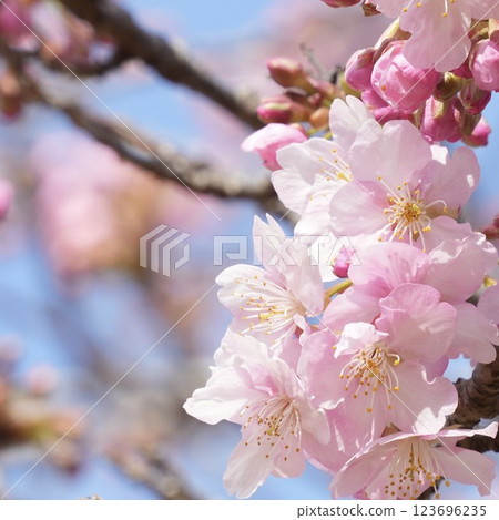 Kawazu cherry blossoms against the blue sky Kawazu cherry blossoms against the blue sky 123696235