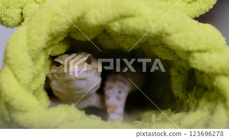 A close-up of a leopard gecko nestled inside a green fabric hideaway, showcasing its vibrant textures and curious nature. The photo connects with themes of care and exotic pet companionship. 123696278