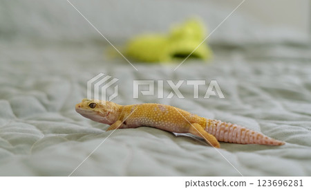 A leopard gecko rests on a patterned fabric, its intricate scales in focus. This photo emphasizes the fascination with exotic creatures and their adaptability to indoor spaces. 123696281