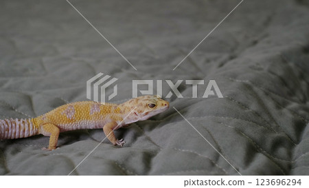 A close-up of a gecko exploring a textured fabric background, showcasing its detailed skin and curious nature. This scene captures the delicate and calm behavior of exotic pets. 123696294