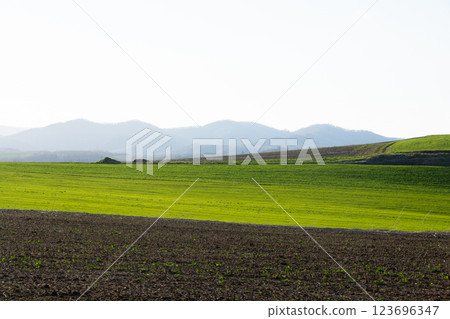 春天照耀著草地和藍藍的天空 123696347