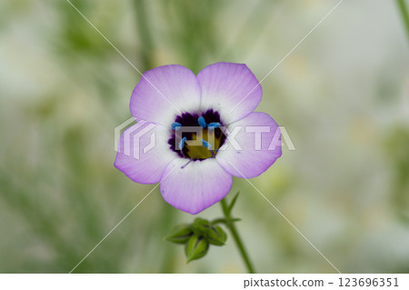 Gilia tricolor in full bloom 123696351