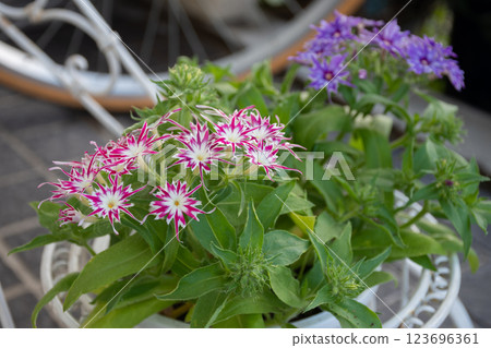 Potted red and purple star phlox 123696361