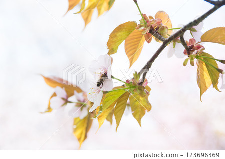 櫻花盛開 123696369