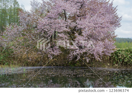 櫻花反映在水面上 123696374