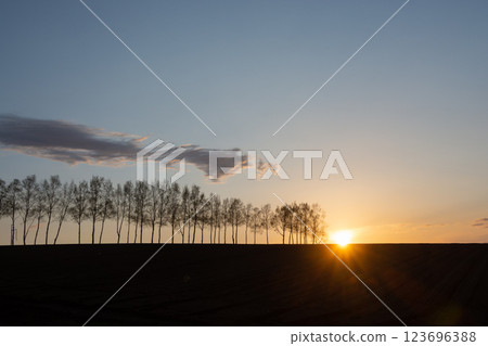 Beautiful spring evening sky and birch trees Beautiful spring evening sky and birch trees 123696388