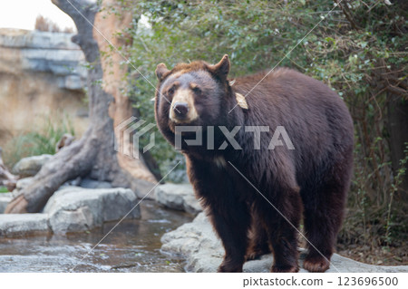 美國黑熊在神戶動物王國 美國黑熊在神戶動物王國 123696500