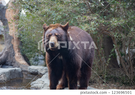 美國黑熊在神戶動物王國 美國黑熊在神戶動物王國 123696501