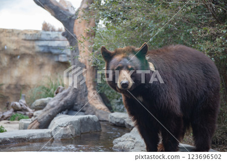 美國黑熊在神戶動物王國 美國黑熊在神戶動物王國 123696502
