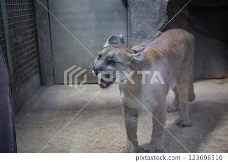 神戶動物王國的美洲獅 神戶動物王國的美洲獅 123696510