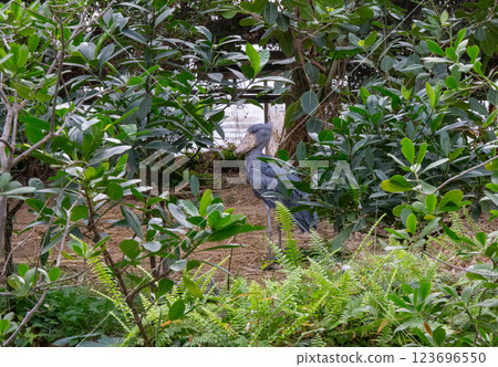 神戶動物王國的老鷹 123696550