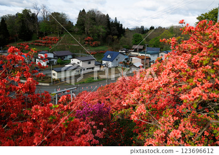 Mountain azalea at Tenno Shrine (Shichinohe Town, Aomori Prefecture) Mountain azalea at Tenno Shrine (Shichinohe Town, Aomori Prefecture) 123696612
