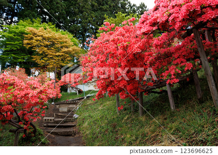 Azalea at Tenno Shrine in Shichinohe Town (Shichinohe Town) 123696625