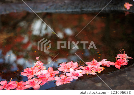 天王神社（七戶町）的杜鵑花 123696628