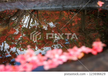 Mountain azalea on the water surface (Shichinohe Town, Aomori Prefecture) 123696629